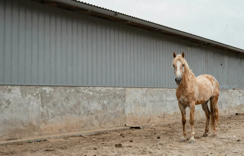 Does published research explain the Akhal-Teke's metallic golden coat?