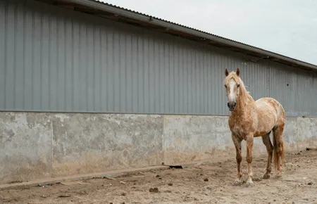 Does published research explain the Akhal-Teke's metallic golden coat?