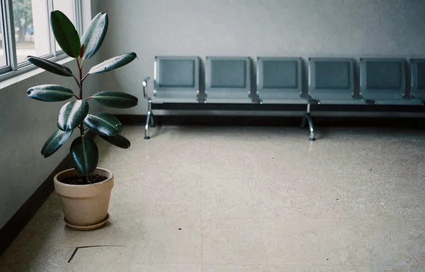 People Who Talk to Their Houseplants Develop a Measurably Lower Speaking Voice