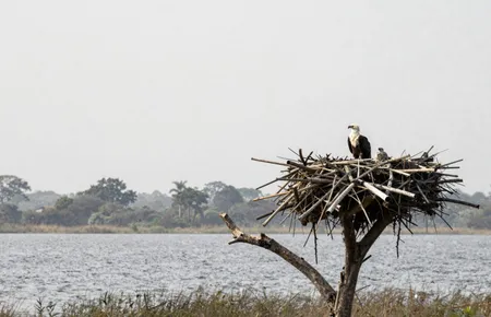 Does the African fish eagle keep to a breeding season?