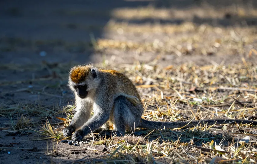 Do monkeys hunt small animals, not just eat fruit?