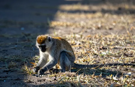 Do monkeys hunt small animals, not just eat fruit?