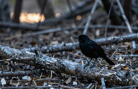 Was New Zealand's black robin really saved by a single named bird?