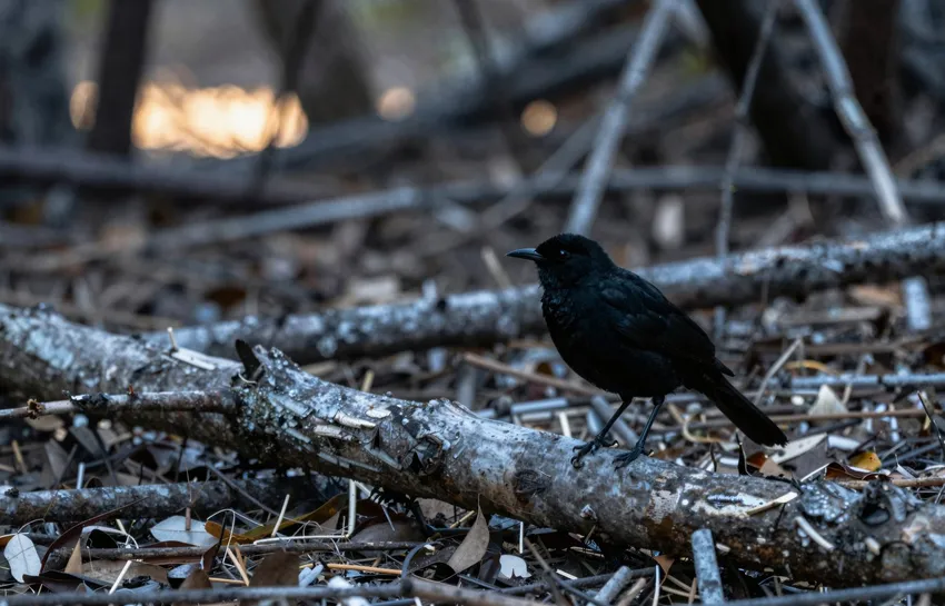 Was New Zealand's black robin really saved by a single named bird?