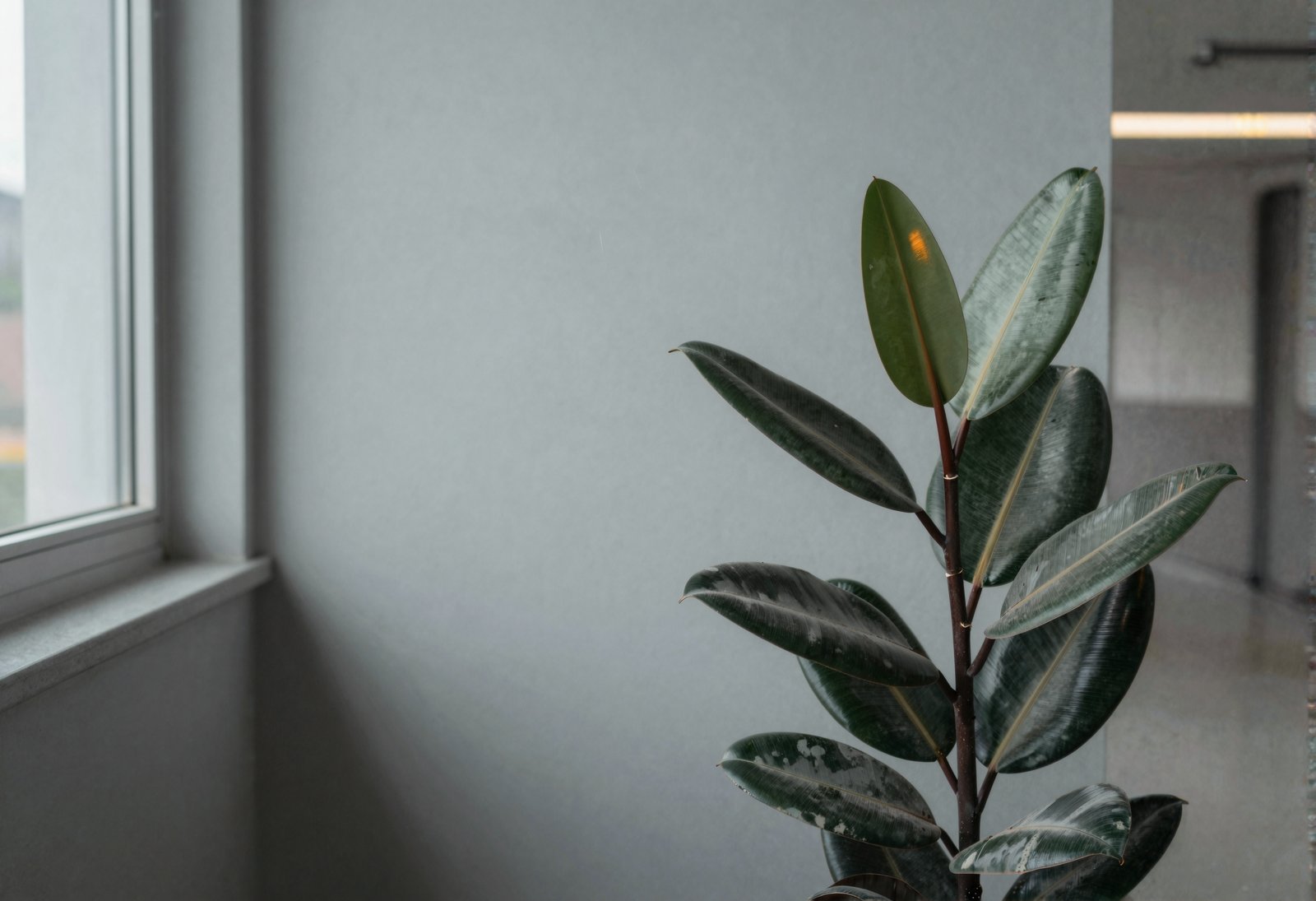 Fig. 1 — Institute reception. The rubber tree has been spoken to daily for eleven years by four members of staff.